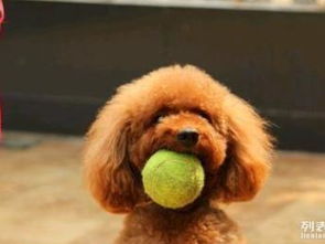 上海最大專業酒店式寵物寄養訓練中心招募啟動