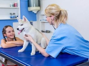 深圳市寶安民治寵物120急救中心 低價專業服務，守護寵物健康