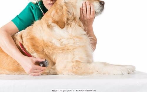 深圳市南山蛇口24小時寵物醫院上門服務詳解