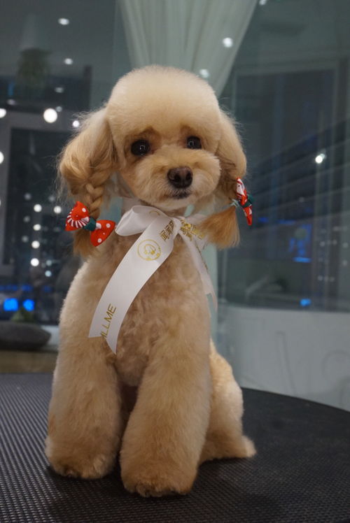 聞聞窩寵物生活館周年慶典 專屬星寵卡壕禮來襲，寵愛升級