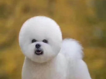 寵物家生活會館 北京寵物服務，專業呵護您的寵物寶貝