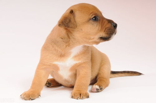 養寵新手指南 如何選擇寵物、注意事項與寵物服務